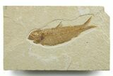 Detailed Fossil Fish (Knightia) - Wyoming #349615-1
